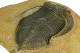 Bargain, Zlichovaspis Trilobite - Atchana, Morocco #137275-3